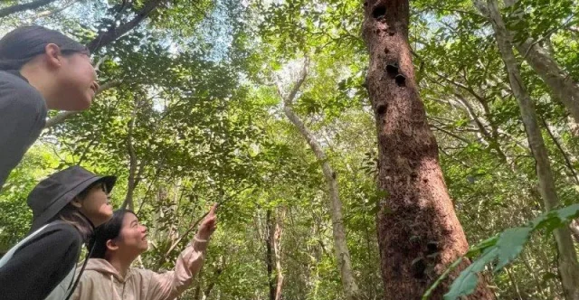 やんばる　トレッキング　森
