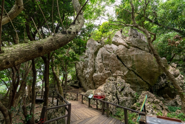 沖縄　やんばる　観光　大石林山（だいせきりんざん）