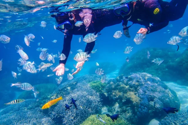 やんばる シュノーケリング 1日ツアー