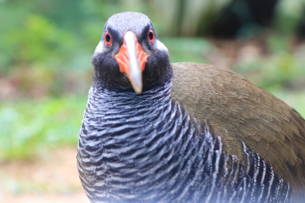 ヤンバルクイナ