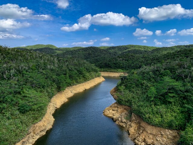 沖縄　やんばるの森