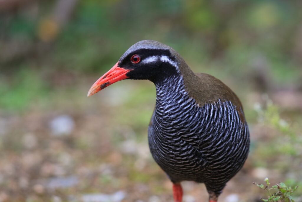 ヤンバルクイナ
