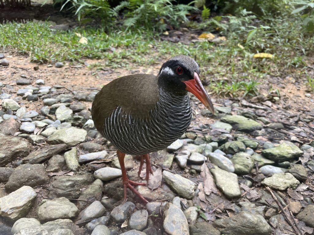 ヤンバルクイナ