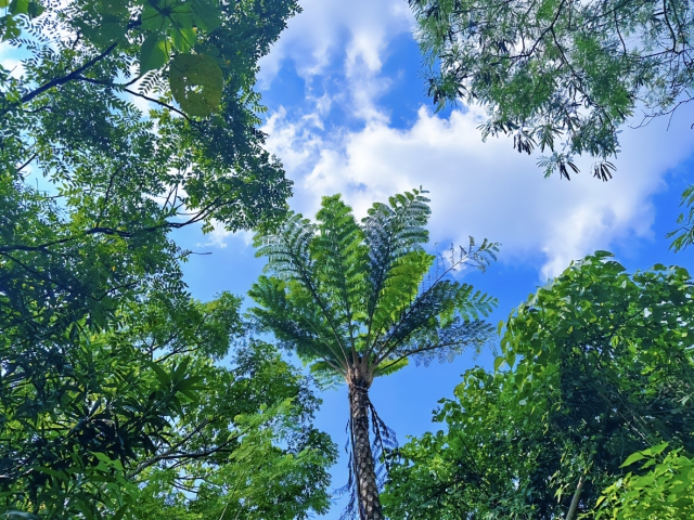 沖縄　やんばる