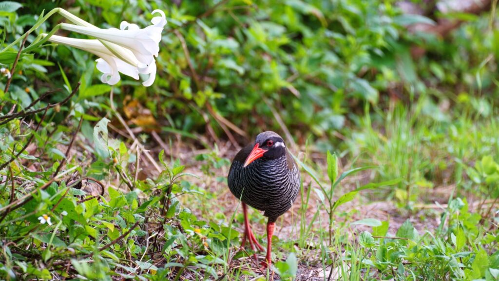 ヤンバルクイナ