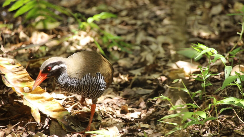 ヤンバルクイナ