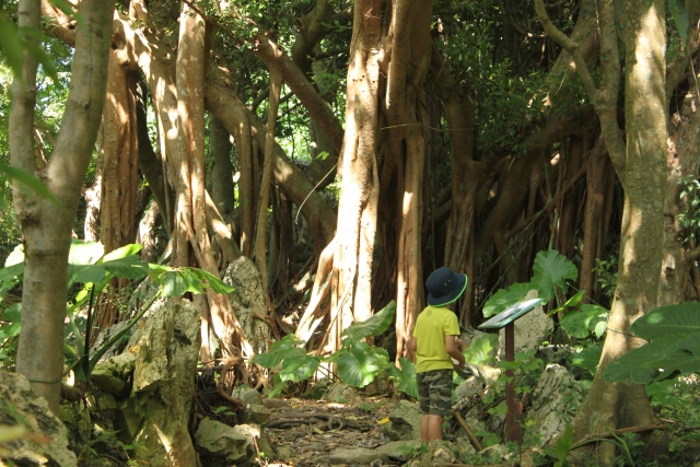沖縄　やんばるの森　やんばる国立公園