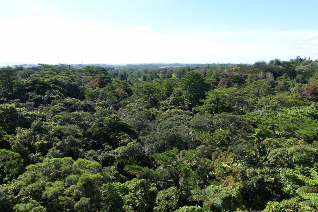 沖縄　やんばる　観光　やんばるの森