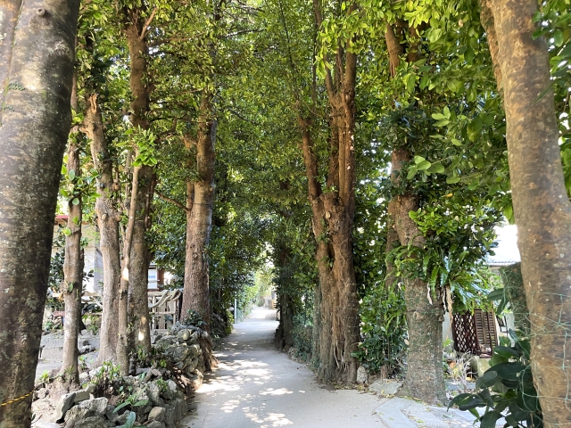 沖縄　やんばる　備瀬のフクギ並木