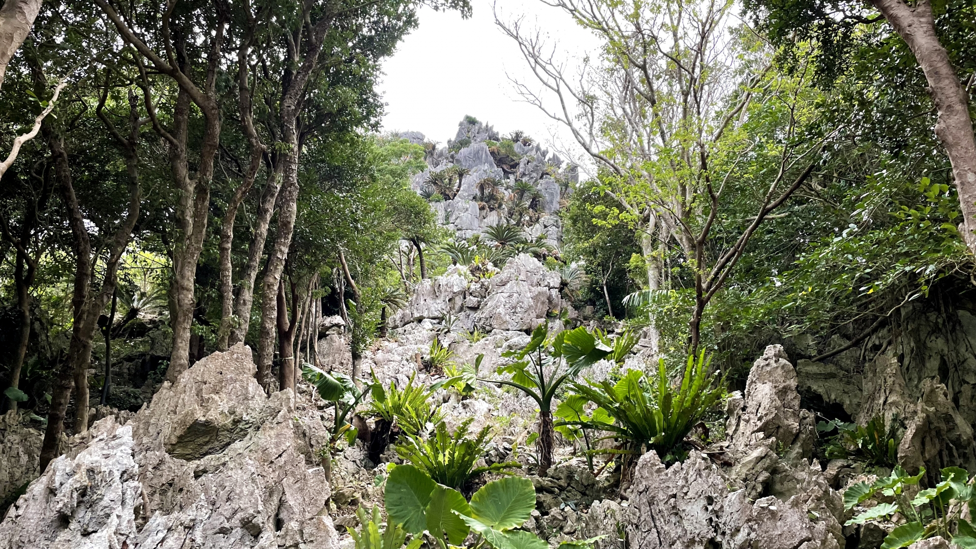 大石林山