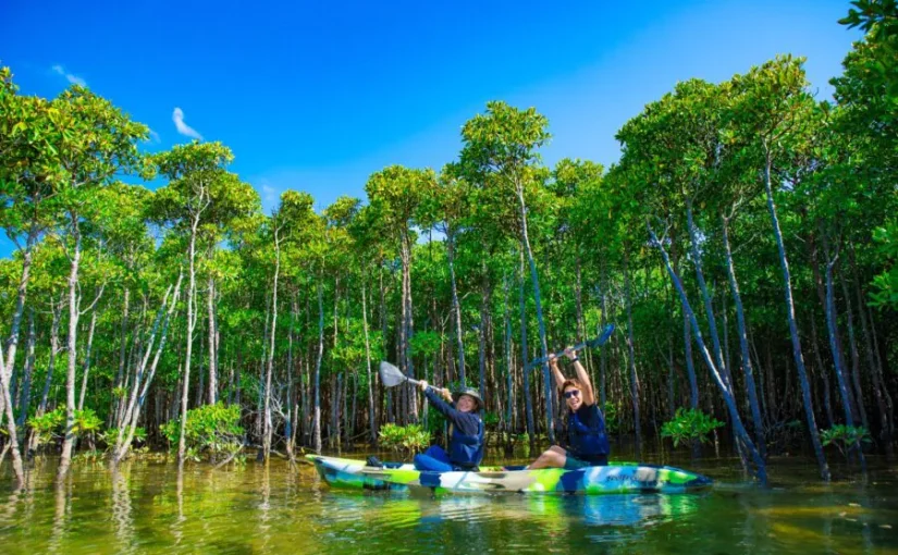 やんばる　カヌー　マングローブ