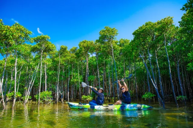 やんばる　カヌー　マングローブ