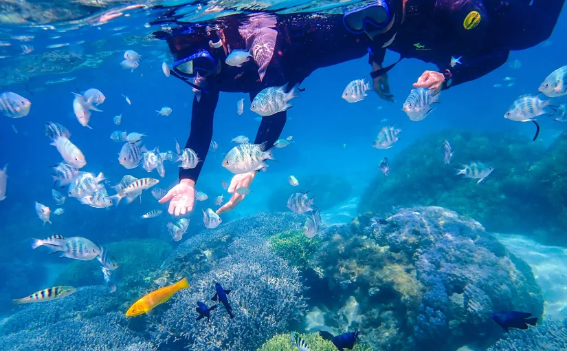 やんばる　シュノーケリング　１日ツアー