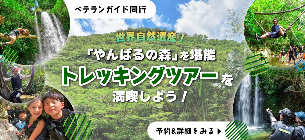 やんばるトレッキングKV_pc