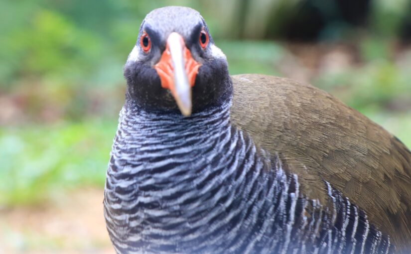 ヤンバルクイナ